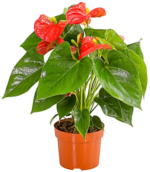 Растение Антуриум микс 17/65