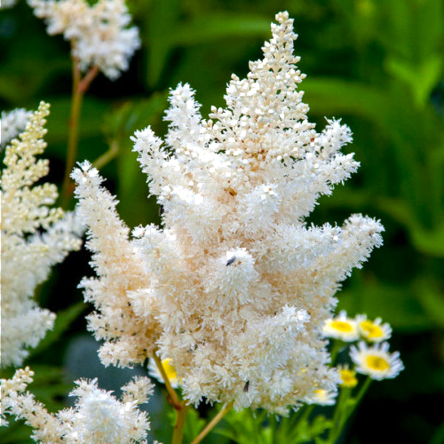 Растение Астильба Weisse Gloria С3