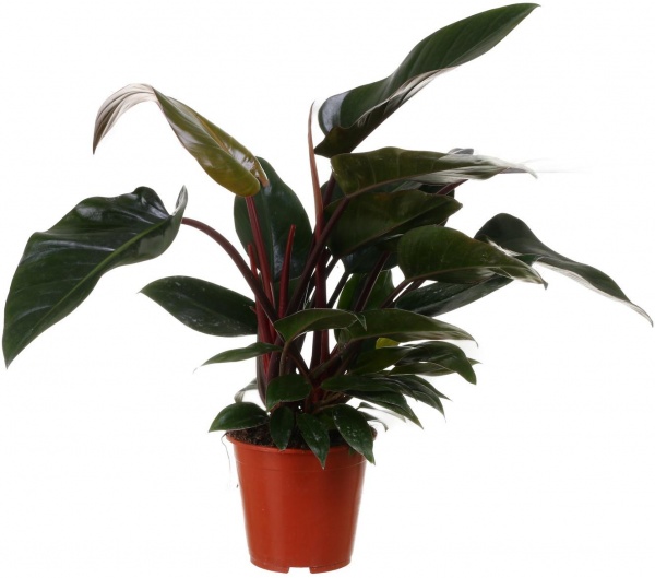 Рослина кімнатна Філодендрон New Red d19/h70