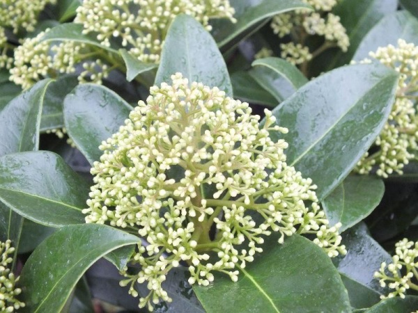 Растение Скимия вайт d17/h25