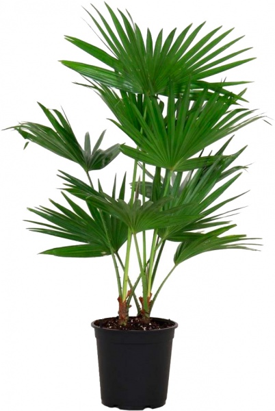 Растение Ливистона 17x110