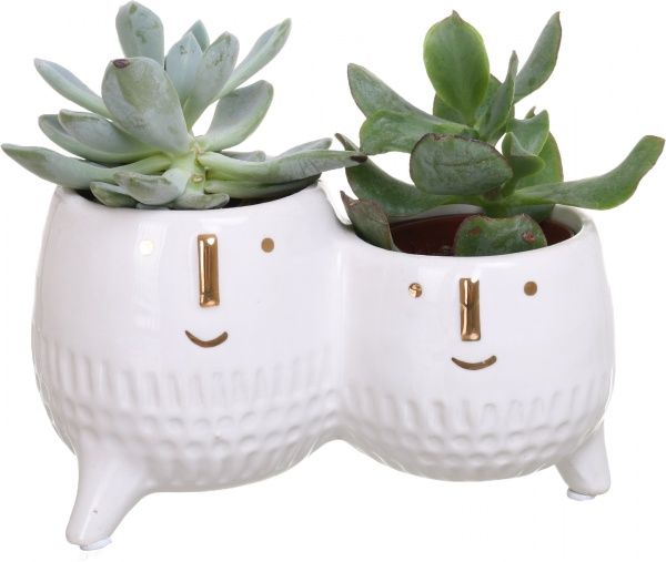 Рослина Сукулент в подвійному горщику 14/15