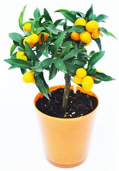 Растение Цитрус микс на штамбе 15/45