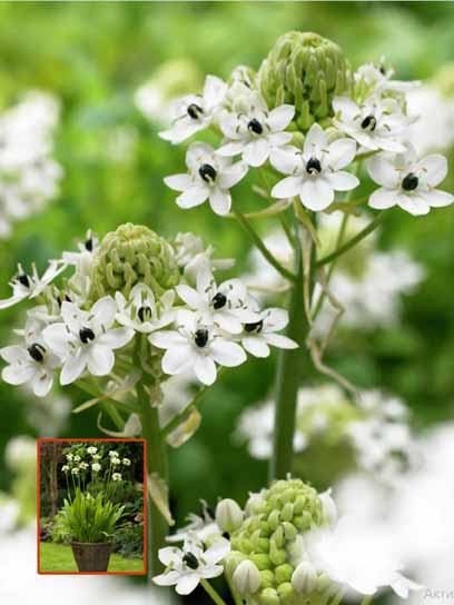 Луковица TUBERBULB Export B.V. птицемлечника саундерсиа 1 шт. 