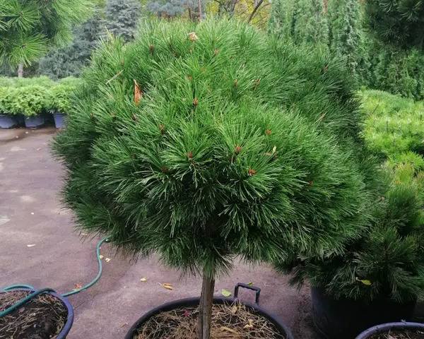 Растение Сосна черная / Pinus nigra Breppo, C12