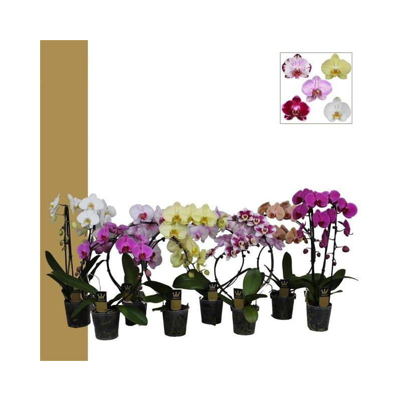 Рослина Фаленопсис (орхідея) каскад різних форм 12х55 2 стовбури мікс А2 (Bernhard Orchids)