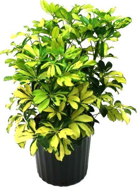 Растение комнатное Шеффлера 13/50Schefflera Charlotte