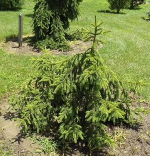 Растение Ель обыкновенная / Picea abies Loreley, С12