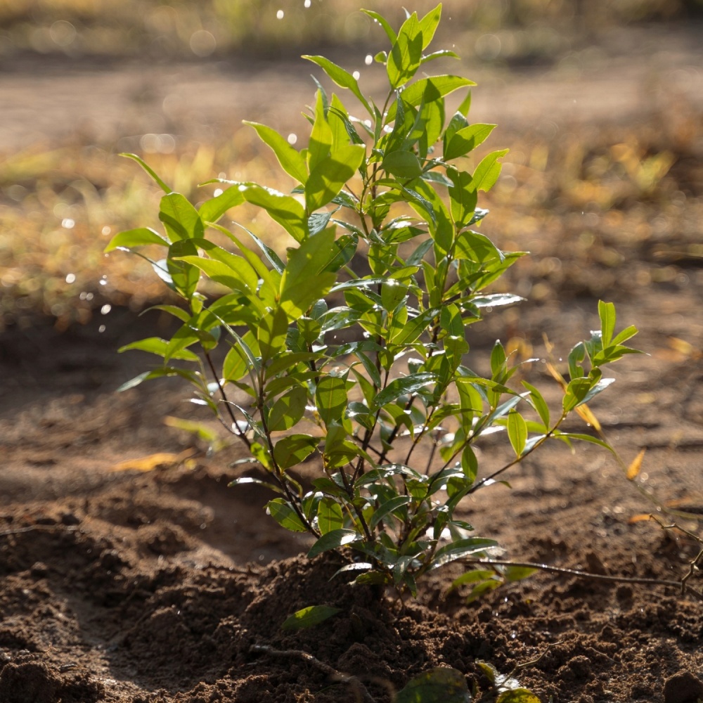 Субстрат Biovita для лохини та журавлини 50 л