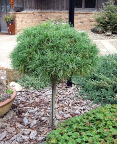 Растение Сосна веймутовая / Pinus strobus Green Twist С10 Ра