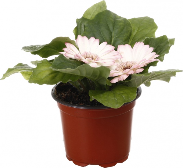 Рослина кімнатна Гербера міні d9/h15