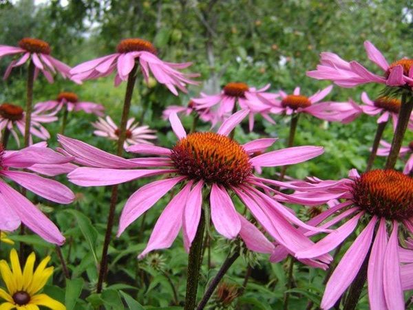 Семена Професійне насіння эхинацея лекарственная 0,1 г (4823058203553)