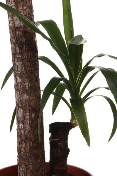 Рослина кімнатна Юкка 3 стовбури 21/90