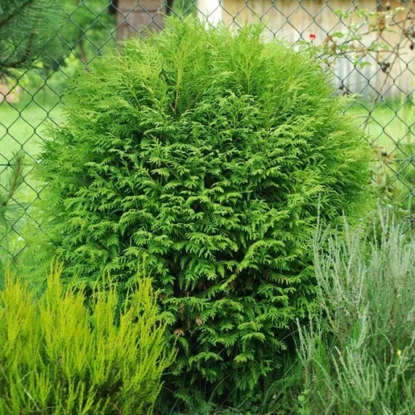 Растение Западная западная Вудварди/Thuja occ. 'Woodwardii С3 /Н 15-20