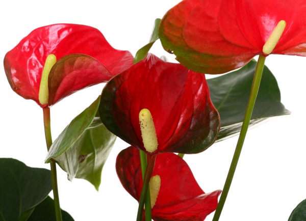 Рослина декоративна Антуріум червоний 12/40