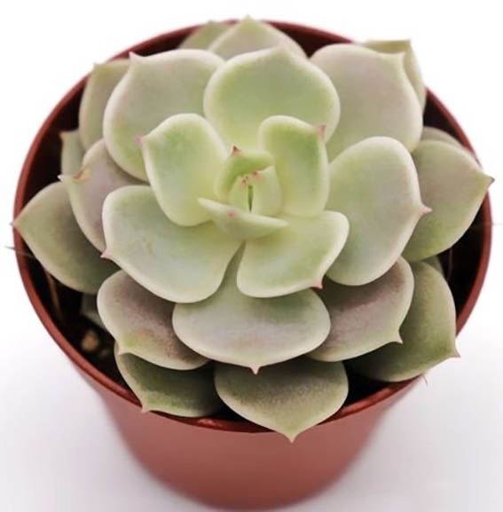 Растение Эхеверия Грин Пирл 12/15