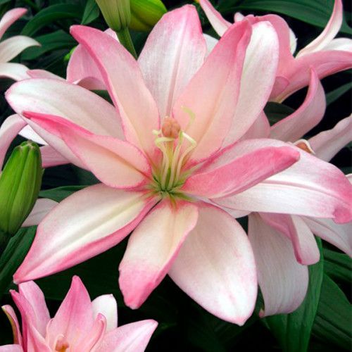 Цибулина Лілія азіатська махрова Bentley 1 шт. 