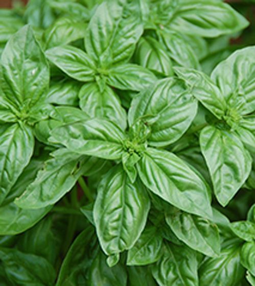 Насіння Садовий Світ базилік зелений Дженовезе 0,3г (4823095600698)