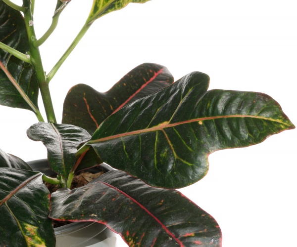 Рослина кімнатна Кротон Екселент 13/40