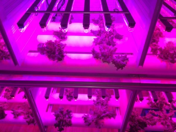 Світильник лінійний Jazzway Agro PPG T8i- 600 8 Вт холодний 5000742 