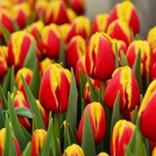 Луковица Тюльпан Триумф Денмарк 5 шт. 