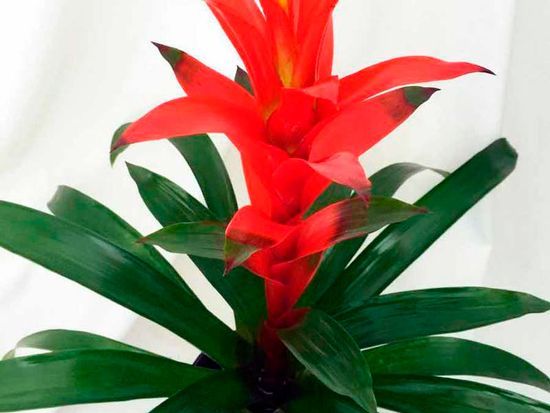 Растение Гузмания сантайм 12х55 см