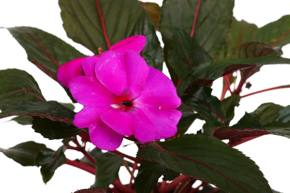 Растение декоративное Бальзамин 12/25+ mix