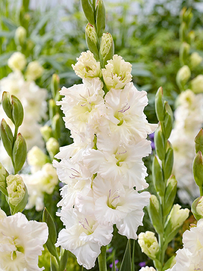 Бульбоцибулина TUBERBULB Export B.V. гладіолуса Іворі Перфекшіон 3 шт.