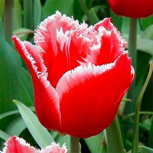 Луковица Яскрава бахромчатый Canasta 3 шт. 