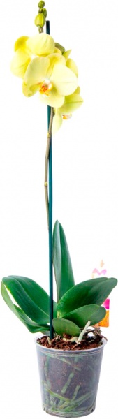 Растение Фаленопсис микс 1 ствол 12х40-60