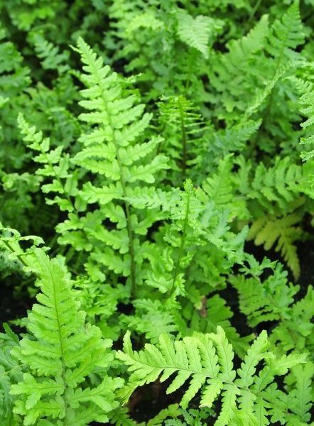 Растение декоративное Лотос К Щитовник мужской 