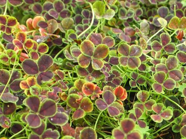 Саджанець Конюшина повзуча Pentaphyllum