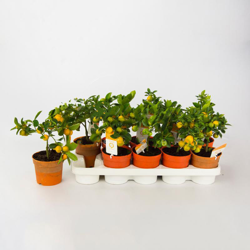 Рослина Цитрус каламондін 15х45 на стовбурі з плодами