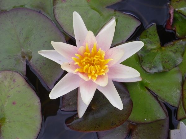 Рослина Нимфея Paul Hariot