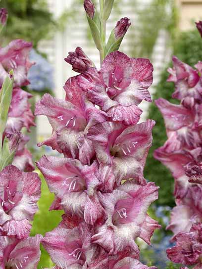 Клубнелуковица гладиолуса Мисти Морн 3 шт. 