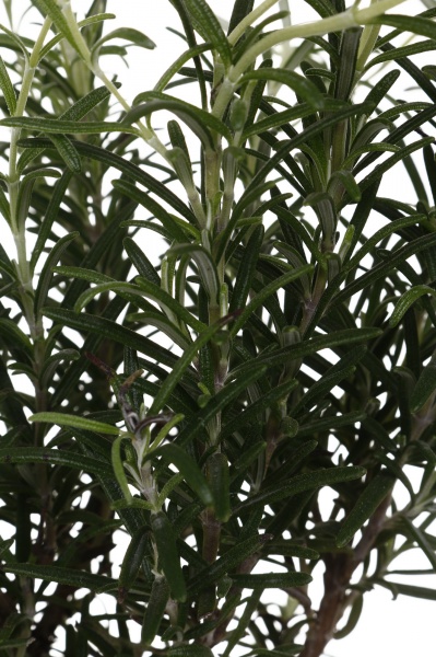 Растение Розмарин микс 14/25