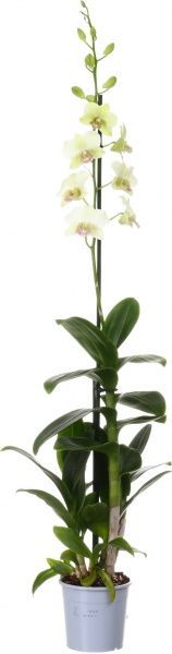 Рослина кімнатна Орхідея мікс 12x50 см акція