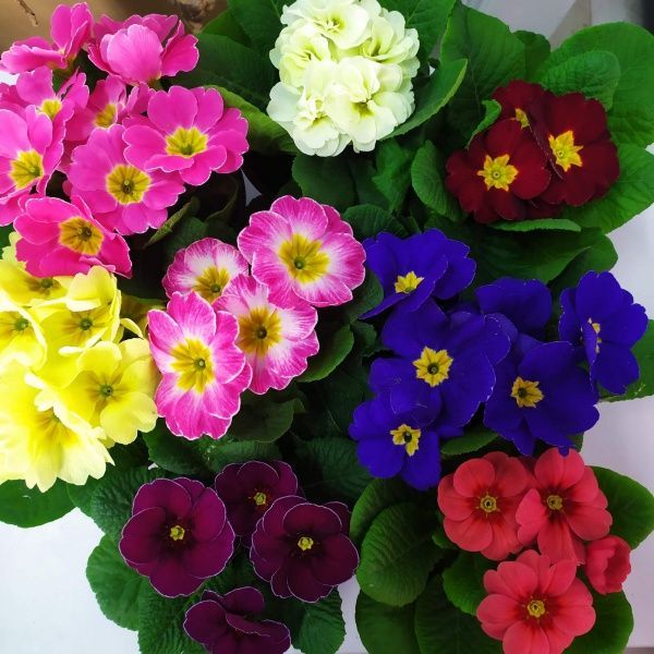 Рослина декоративна Примула