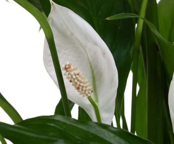 Растение Спатифиллум SWEETY LAURETTA 24х140 см