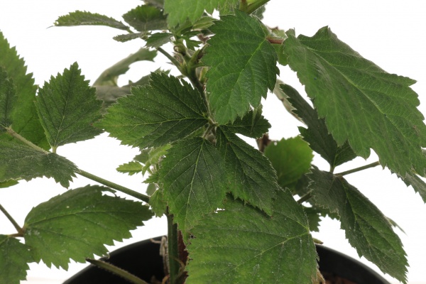 Саженец Декоплант Саженец ежевики (3 л)