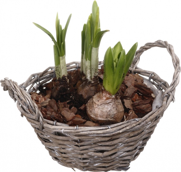Растение комнатное Корзина Гиацинт 1 + Нарцисс 3 круг две ручки