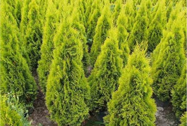 Растение Туя западная / Thuja occidentalis Janed Gold (3 шара), С15