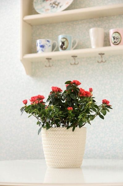 Горщик Lamela Магнолія Джерсі 260 круглий 6л кремовий 