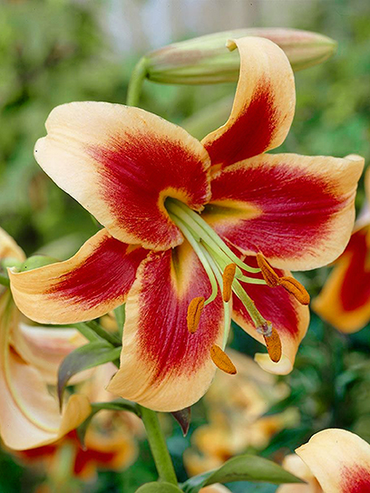 Цибулина TUBERBULB Export B.V. лілії ОТ Ред Монінг 1 шт.