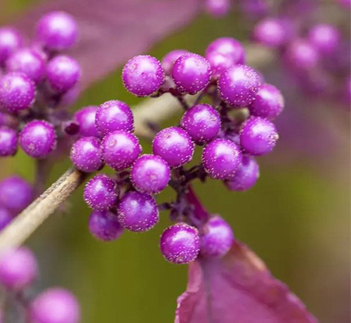 Рослина Калікарпа бодіньера Джиральді/Callicarpa bodinieri 'Giraldii' С3 /Н 60-80