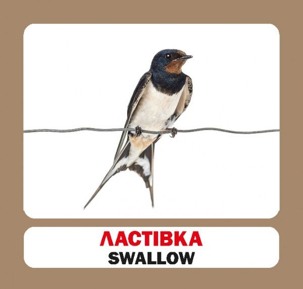 Книга «Навчальний посібник. Птахи. англ-укр» 978-617-736-046-8