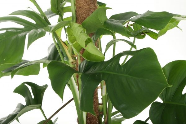 Рослина Монстера на опорі 24/120