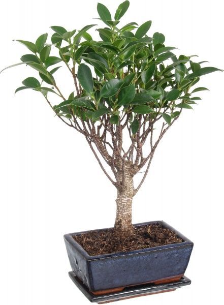 Рослина кімнатна бонсай мікс в плошці 15x25