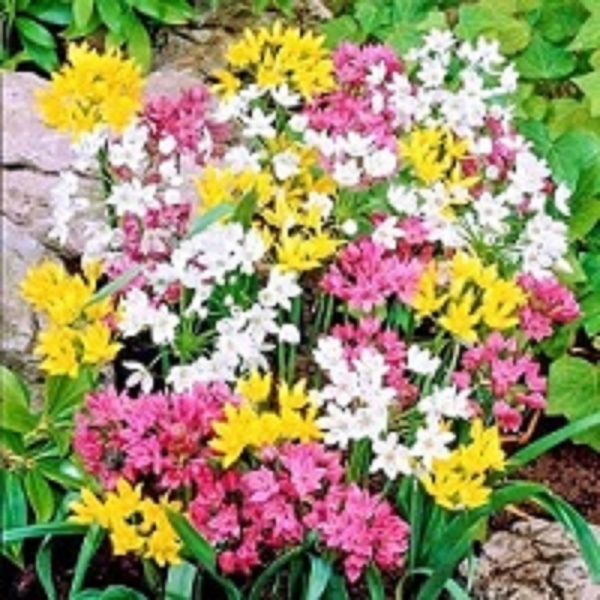 Луковица декоративная смесь 15 шт. 