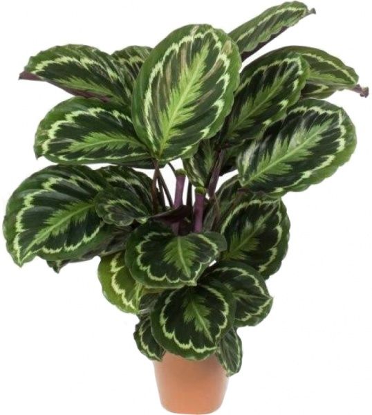 Растение Калатея микс 12x40 см